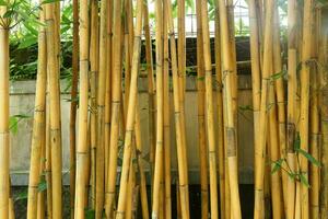 gul bambu stjälkar i de gård foto