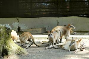 besättning av kängurur solbad i de morgon- medan väntar till äta på de Zoo foto