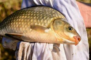 en person innehav en fisk i deras hand foto