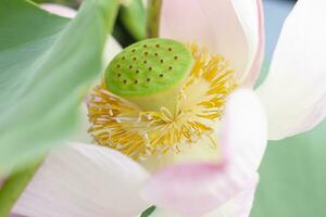 färsk utsäde skida i de kronblad av indisk lotus eller böna av Indien blomma. foto