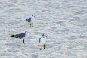 fiskmås seagulls gående på strand sand playa del carmen Mexiko. foto