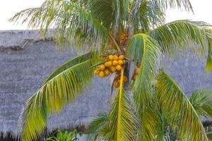 tropisk naturlig handflatan träd kokosnötter blå himmel i xcalacoco Mexiko. foto