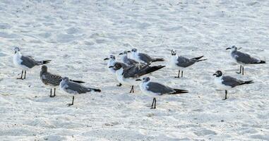 fiskmås seagulls gående på strand sand playa del carmen Mexiko. foto