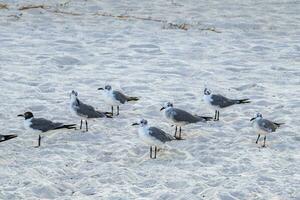 fiskmås seagulls gående på strand sand playa del carmen Mexiko. foto