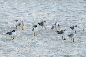 fiskmås seagulls gående på strand sand playa del carmen Mexiko. foto