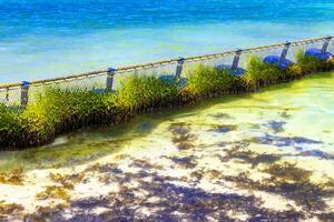 tång sargazo netto karibiska strand vatten playa del carmen Mexiko. foto