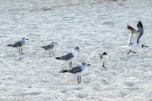 fiskmås seagulls gående på strand sand playa del carmen Mexiko. foto