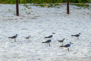 fiskmås seagulls gående på strand sand playa del carmen Mexiko. foto