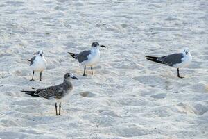 fiskmås seagulls gående på strand sand playa del carmen Mexiko. foto