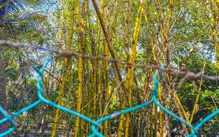 grön gul bambu träd tropisk natur i puerto escondido Mexiko. foto