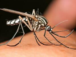 mygg suger blod på människors hud foto