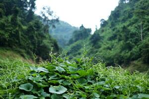 friskhet landskap för tropisk regn skog med dimmig och grönska dimma i vild djungel. resa i thailand foto