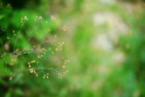 liten gräs blommor av vild i skog äng och vild gräs med naturlig ljus i trädgård foto