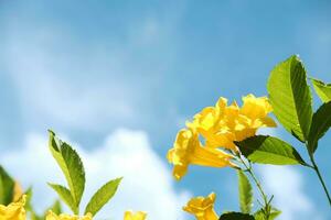 gyllene trumpet blommor. gul manda cathartica blommor med moln och blå himmel. foto