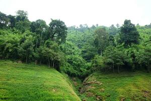 friskhet landskap för tropisk regn skog med dimmig och grönska dimma i vild djungel. resa i thailand foto