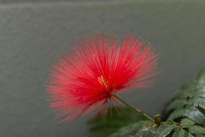 calliandra harrisii är en art av blommande växter foto