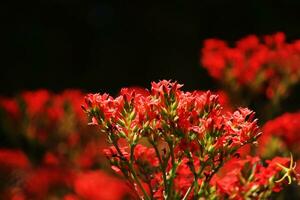 blomma röd blommor i naturlig ljus och vår blommor. foto