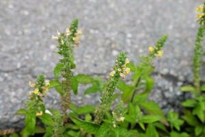 liten gräs blommor av vild i skog äng och vild gräs med naturlig ljus i trädgård foto