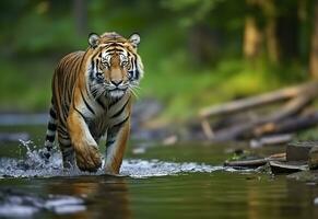 amur tiger gående i de vatten. farlig djur. djur- i en grön skog ström. generativ ai foto