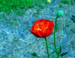 orientalisk vallmo blomma. papaver orientale är magnifik perenn växt i de trädgård foto