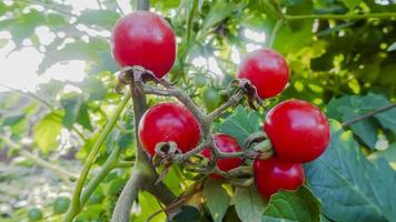 mogna naturliga tomater växer på grenar i trädgården foto