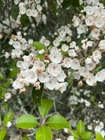 buske med små vit blommor foto