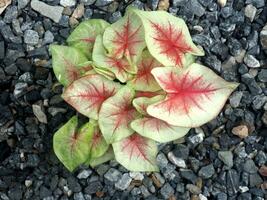 bueatyful caladium bicolor hus pott ljuv och brokig växter foto