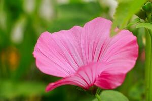 rosa blomma lavatera reste sig malva foto