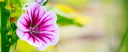 rosa allmänning malva blomma. foto