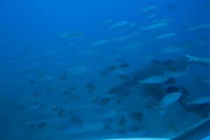 tyst lugna undervattenskablar värld med fisk levande i de atlanten hav foto