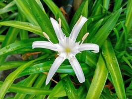 lycoris albiflora vit Spindel lilja blomma foto