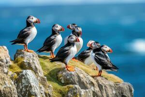 lunnefåglar på en klippa i island. fratercula arktis, atlanten lunnefågel eller allmänning lunnefågel, fratercula arktis, norge, ai genererad foto