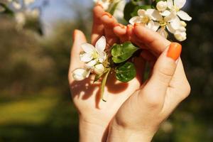 kvinnors händer håller blommande äppelträd