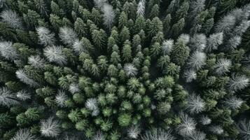 generativ ai, dimmig vinter- gran skog skön landskap i hipster årgång retro stil, vintergröna träd med visa foto