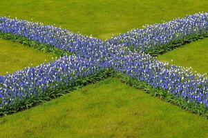 detalj av de keukenhof botanisk trädgård, belägen i de Nederländerna, de största blomma trädgård i de värld foto