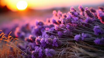 lavendel- blommor i de fält på solnedgång. skön naturlig bakgrund. ai genererad. foto