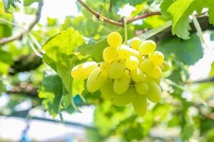 grön vindruvor med grön löv bakgrund på de vin. färsk frukt foto