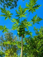 papaya träd och grön löv mot blå himmel bakgrund foto