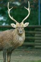 indokinesiska sika rådjur i Zoo foto