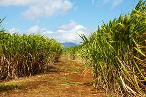 sockerrör plantage i sainte-suzanne de la återförening foto