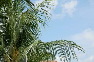 grön kokos löv isolerat på ljus blå himmel bakgrund. Bra för använda sig av som en komplement till broschyrer eller sommar flygblad foto