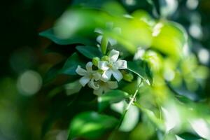 dok kaew i thai eller orange jasmin eller andaman satinwood foto