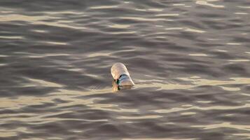 plast flaskor av mineral vatten flytande i de hav. plast avfall miljö- förorening. foto