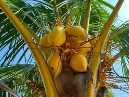 grupp av gul färgad kokos frukt eller kokos träd eller cocos nucifera foto