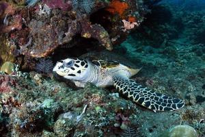 Hawksbill havssköldpadda i havet foto