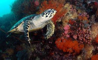 Hawksbill havssköldpadda letar efter mat foto
