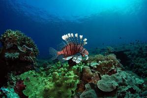 lejonfisk vid ett korallrev på komodoön foto