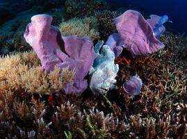 en gigantisk grodfisk gömmer sig i koraller foto