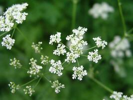 anthriscus sylvestris, känd som ko persilja, vild körvel, vild näbbade persilja, keck foto