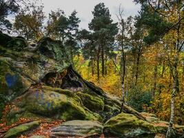 de teutoburg skog i Tyskland foto